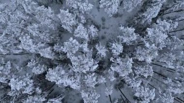 Sinema İnsansız Hava Aracı Uçuşu: Karlı Estonya Ormanı