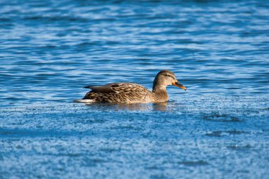 Dişi Mallard Ördeği Denizde Yüzüyor