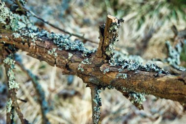 Lichen Kapalı Kırık Ağaç Şubesinin Yakın Çekimi