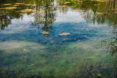 Ağaçların Yansımalarıyla Huzurlu Alglerle Kaplanmış Göl - Huzurlu Bataklık Doğa Sahnesi