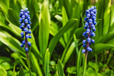 Bahar Bahçesinde Çiçekli Üzüm Sümlerinin Yakın Çekimi