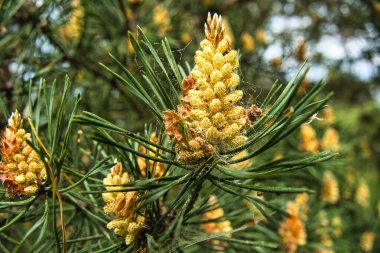 Baharda Çam Ağacı Polen Konilerinin Yakın Çekimi - Doğal Makro Flora