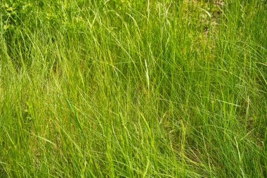Güneş Işığında Taze Yeşil Çim Bıçakları - Doğal Yaz Dokuları Arkaplanı