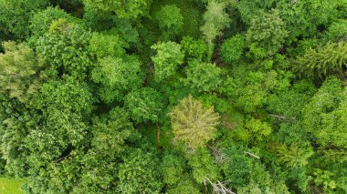 Yazın yemyeşil orman tepe örtüsünün insansız hava aracı görüntüsü - Doğa Arkaplanı