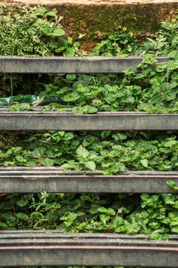 Tropik yaprak dokusu, soyut doğa yaprağı yeşil doku arkaplanı.