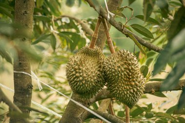 Ağaçta taze Durian meyvesi, meyvelerin kralı Durian..