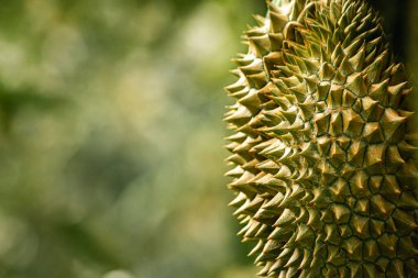 Ağaçta taze Durian meyvesi, meyvelerin kralı Durian..