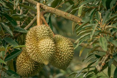 Tayland 'daki Durian çiftliklerinden birinde Durian meyveleri (Durio)