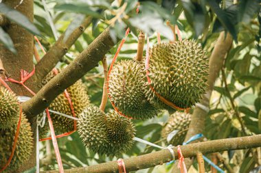 Tayland volkanik duryonu, volkan durian posası, Tayland 'ın kuzeydoğu bölgesi Sisaket Eyaleti.