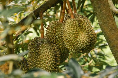 Tayland volkanik duryonu, volkan durian posası, Tayland 'ın kuzeydoğu bölgesi Sisaket Eyaleti.