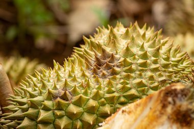 Phytophthora palmivora, Durian meyvelerinde çürümeye neden olur. Belirtiler: Kahverengi-gri morluklar genellikle meyvenin ucunda ya da altında bulunur, bunlar daha sonra dairelere ya da hafif oval şekillere dönüşür..