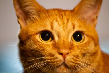 Baharın başında, evin bahçesinde, siyah bir arabanın kaputunda kırmızı bir kedi yatar.