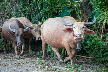 Tayland 'da geleneksel bir bufalo yetiştirilmiştir.