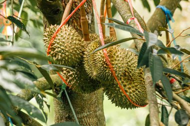 Tayland volkanik duryonu, volkan durian posası, Tayland 'ın kuzeydoğu bölgesi Sisaket Eyaleti.