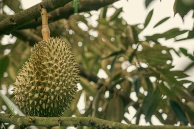 Tayland 'daki Durian çiftliklerinden birinde Durian meyveleri (Durio)