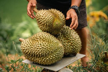 Yaşlı Taylandlı kadın satıcı yol kenarındaki turistlere durian, meyve ve sebze satarak motosiklet sürüyor. Sokak tüccarı taze Durian eti kesip satmış. Durian ticareti. Seçici odak.