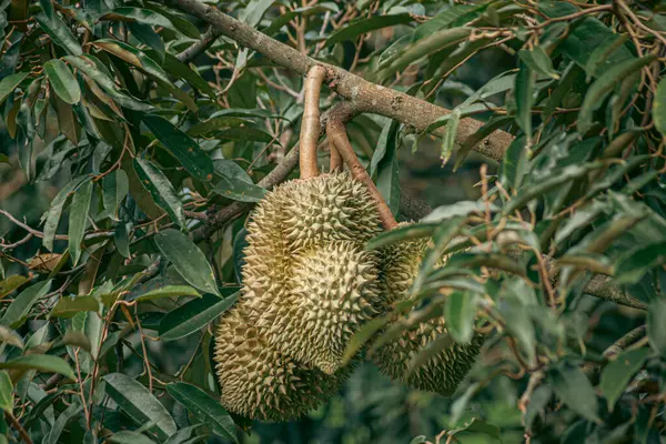 Durian arkaplanındaki ahşap masada duran Durian meyvesi.