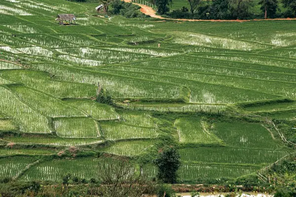 Tayland 'ın Chiang Mai eyaletindeki Ban Pa Pong Piang pirinç teraslarının manzarası. Ban Pa Pong Piang 'ın küçük köyü Doi dağlarında kayboldu.