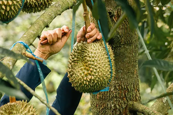 Durian meyve bahçesindeki Durian ağacında durianlar, Durian çiftçisi