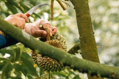 Durian meyve bahçesindeki Durian ağacında durianlar, Durian çiftçisi