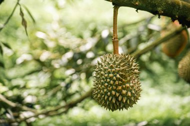 Durian arkaplanındaki ahşap masada duran Durian meyvesi.