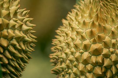 Ağaçta taze Durian meyvesi, meyvelerin kralı Durian..