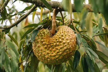 Tayland 'daki Durian çiftliklerinden birinde Durian meyveleri (Durio)