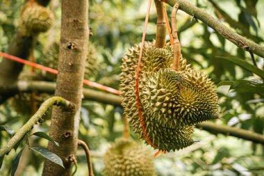 Durian arkaplanındaki ahşap masada duran Durian meyvesi.