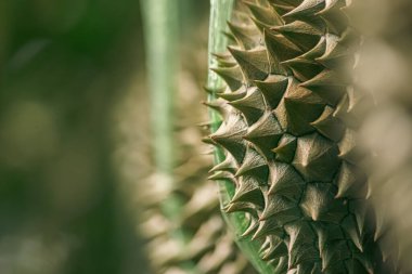 Ağaçta taze Durian meyvesi, meyvelerin kralı Durian..