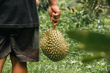 Durian meyve bahçesindeki Durian ağacında durianlar, Durian çiftçisi