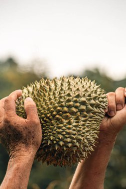 Asyalı kadın bahçıvan hasat sonrası Durian meyvelerini gösteriyor. Gülümsüyor. Bahçesindeki meyve ürünleriyle gurur duyuyor ve mutlu. Konsept: mutlu çiftçi. Organik tarım .