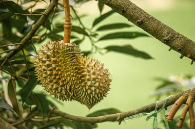 Tayland 'daki Durian çiftliklerinden birinde Durian meyveleri (Durio)