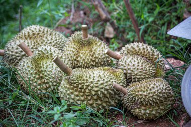 Tayland 'daki çiftçilerin hasat edip satışa çıkardıkları Durian malı..