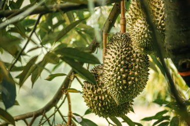 Durian arkaplanındaki ahşap masada duran Durian meyvesi.