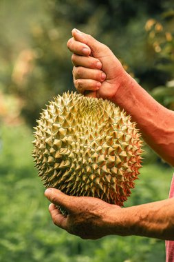 Asyalı kadın bahçıvan hasat sonrası Durian meyvelerini gösteriyor. Gülümsüyor. Bahçesindeki meyve ürünleriyle gurur duyuyor ve mutlu. Konsept: mutlu çiftçi. Organik tarım .