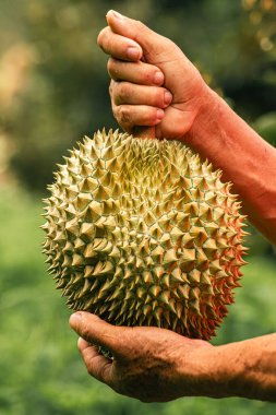 Asyalı kadın bahçıvan hasat sonrası Durian meyvelerini gösteriyor. Gülümsüyor. Bahçesindeki meyve ürünleriyle gurur duyuyor ve mutlu. Konsept: mutlu çiftçi. Organik tarım .
