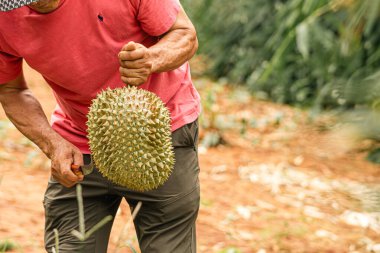 Yaşlı Taylandlı kadın satıcı yol kenarındaki turistlere durian, meyve ve sebze satarak motosiklet sürüyor. Sokak tüccarı taze Durian eti kesip satmış. Durian ticareti. Seçici odak.