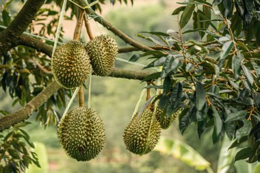 Tayland 'daki Durian çiftliklerinden birinde Durian meyveleri (Durio)