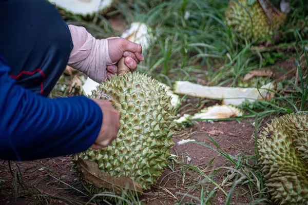 Tayland 'da çiftçiler Durian' ı soyuyor.