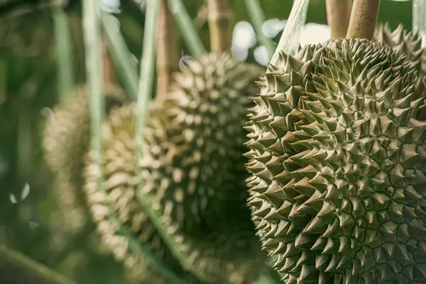 Ağaçta taze Durian meyvesi, meyvelerin kralı Durian..