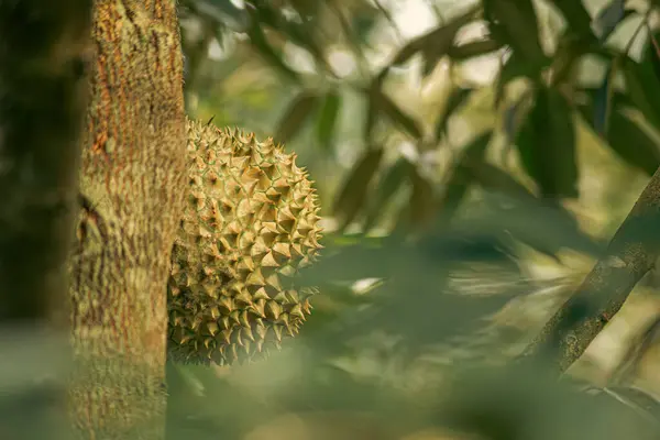 Ağaçta taze Durian meyvesi, meyvelerin kralı Durian..