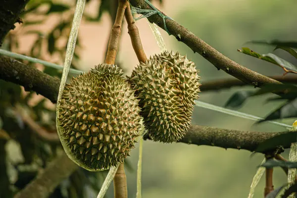 Tayland 'daki Durian çiftliklerinden birinde Durian meyveleri (Durio)