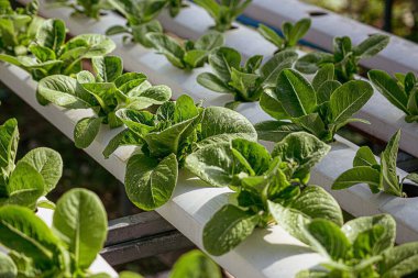 Salad farm vegetable green oak lettuce. Close up fresh organic hydroponic vegetable plantation produce green salad hydroponic cultivate farm. Green oak lettuce salad in green Organic plantation Farm