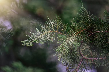 Yaz ormanı manzarası güneşli havada - orman ağaçları, yumuşak güneş ışığı. Çam ağaçlarının yeşil dalları. Bir tutam köknar. Bahar başında köknar dalı. Genç yeşil dallar.