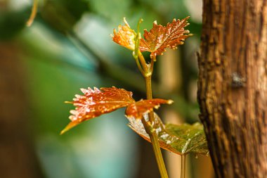 İlkbaharda üzüm bağlarındaki üzüm dallarının tepesindeki küçük üzüm tomurcukları. Taze yeşil yapraklar, yeşil yaprakların bulanık arka planında yakın plan. Organik şaraphane için üzüm büyümesi.