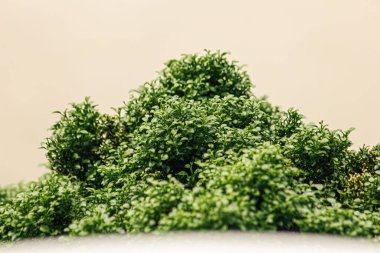 Güzel yeşil bir bitki dışarıdaki manzarayı güzelleştirir..