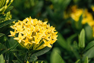 küçük sarı çiçekler rubiaceae ağacı (orman Sardunya, MahS coccinea)