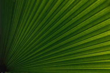 Palmiye yapraklarından oluşan bir oyma.