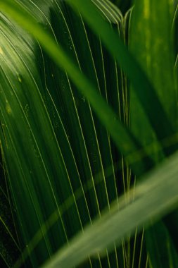 Yeşil bitki yaprağı dokusunda su damlasına yakın çekim