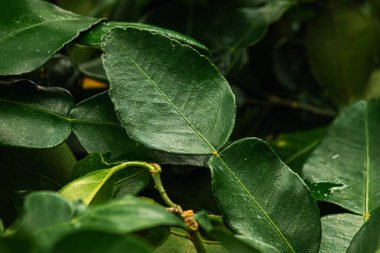 Güney Afrika'da bir kabile kireç yaprak ve dal yeşil arka plana sahip